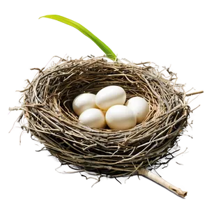 Bird Nest Side View PNG 83 PNG