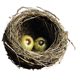 Bird Nest Side View PNG Mqu6 PNG