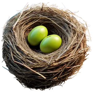 Bird Nest Top View PNG 06212024