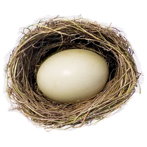 Bird Nest Under Eaves PNG Edb PNG