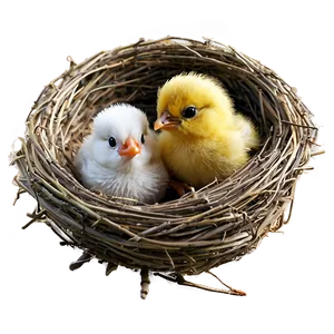 Bird Nest With Baby Bird PNG Drm81