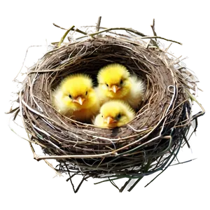 Bird Nest With Chicks Png 06212024 PNG image