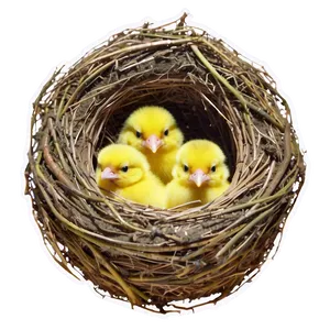 Bird Nest With Chicks Png 45 PNG image