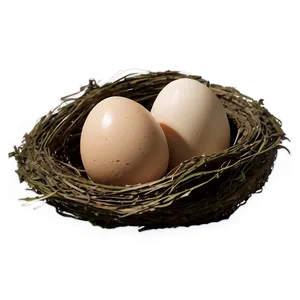 Bird Nest With Eggs Png 43 PNG image