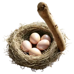 Bird Nest With Eggs Png Iwk PNG image