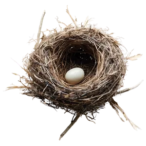 Bird Nest With Feathers PNG 51