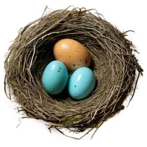 Bird Nest With Robin Eggs PNG 06212024 PNG