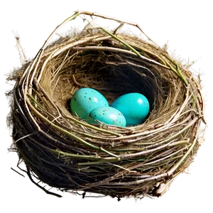 Bird Nest With Robin Eggs PNG Nue PNG