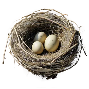 Bird Nest With Sparrow PNG 84