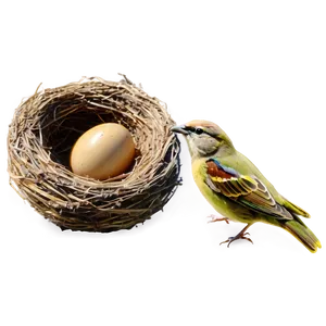 Bird Nest With Sparrow PNG Bri86 PNG