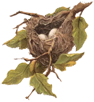 Bird Nestwith Eggs Illustration PNG image