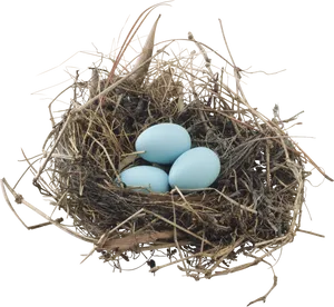 Bird Nestwith Three Eggs.png PNG image