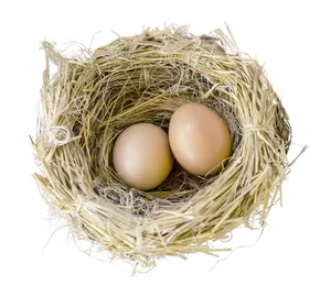 Bird Nestwith Two Eggs