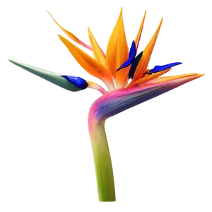 Bird Of Paradise 3d Render PNG 39