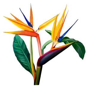 Bird Of Paradise Botanical Print Png Qtx55 PNG image