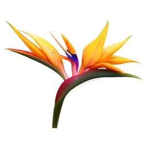 Bird Of Paradise Desktop Background PNG 06212024