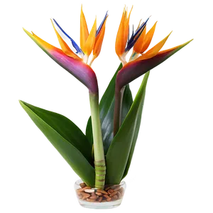 Bird Of Paradise Floral Arrangement Png 06212024 PNG image