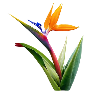 Bird Of Paradise In Bloom Png 71 PNG image