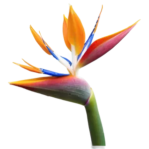 Bird Of Paradise In Bloom Png Cpv PNG image