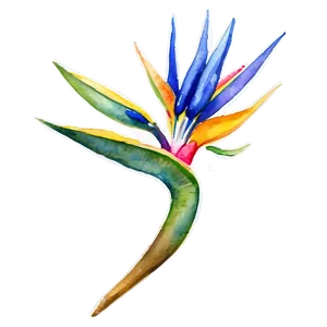 Bird Of Paradise Watercolor Png 06212024 PNG image