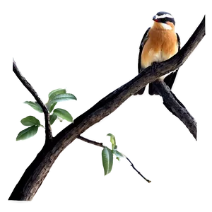 Bird On Branches Png 06272024 PNG image