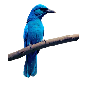 Bird Silhouette PNG 05032024