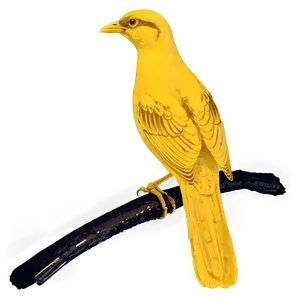 Bird Silhouette PNG 38