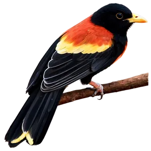 Bird Silhouette Sunset PNG Teb