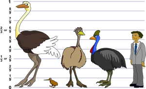 Bird Size Comparison Chart PNG image