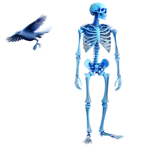 Bird Skeleton PNG Dws8 PNG
