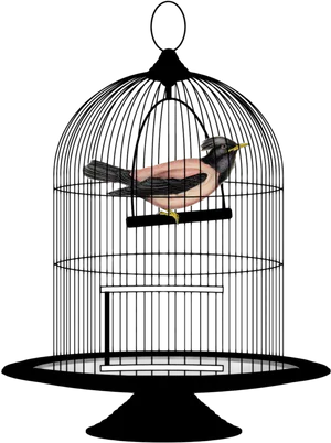 Birdin Cage Illustration PNG