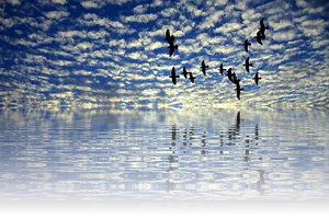 Birds_ Flying_ Over_ Calm_ Sea_at_ Sunset PNG image