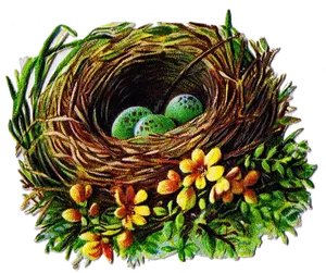 Birds Nest With Eggs Illustration PNG image