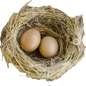 Birds Nest With Two Eggs PNG