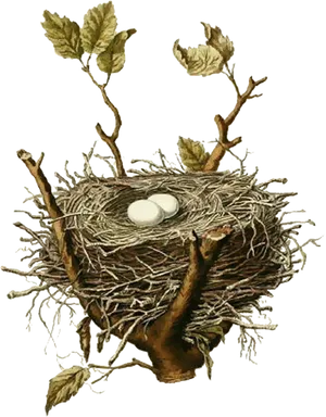 Birds Nestwith Eggs PNG