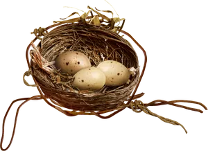 Birds Nestwith Eggs.png PNG