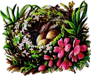 Birds Nestwith Eggsand Flowers PNG