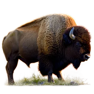 Bison Of North Dakota Png 68 PNG image