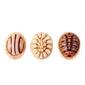 Bite-sized Concha Delicacies Png Kow PNG image