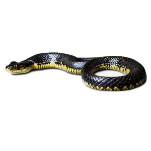 Black Anaconda Snake Png 06132024 PNG image