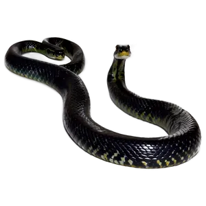 Black Anaconda Snake Png App PNG image