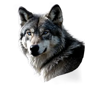 Black And White Alpha Wolf Png 06292024 PNG image