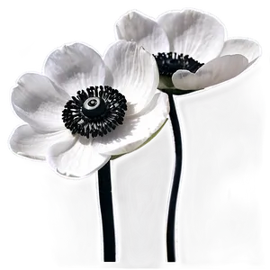 Black And White Anemone PNG 31 PNG