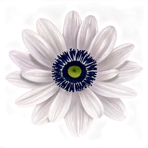 Black And White Anemone PNG Dvk60 PNG