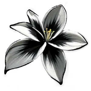 Black And White Bloom Png 06282024 PNG image