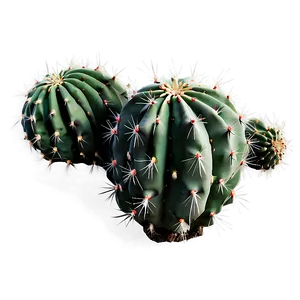 Black And White Cactus Png 05032024 PNG image