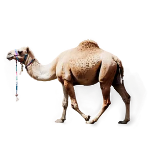 Black And White Camel PNG 05212024