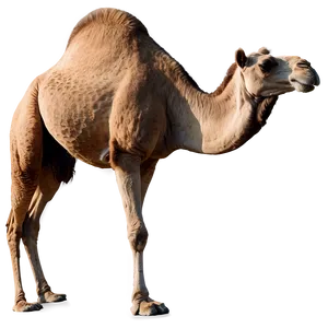 Black And White Camel PNG Dtd PNG