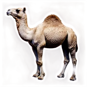 Black And White Camel PNG Lvf PNG