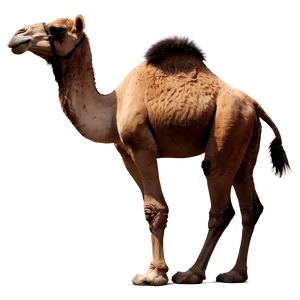 Black And White Camel PNG Sjb